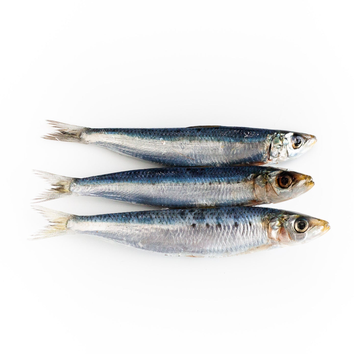 Salted Sardines
