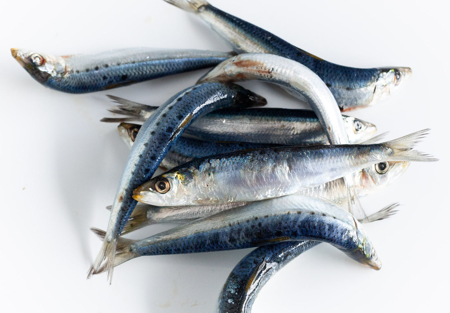 Salted Sardines